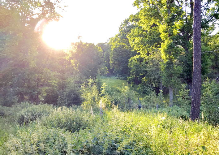 Bild från en skogsglänta i början av sommaren där solen lyser in genom trädkronorna.