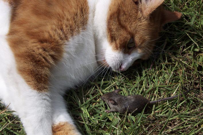 Katt och mus ligger i gräset