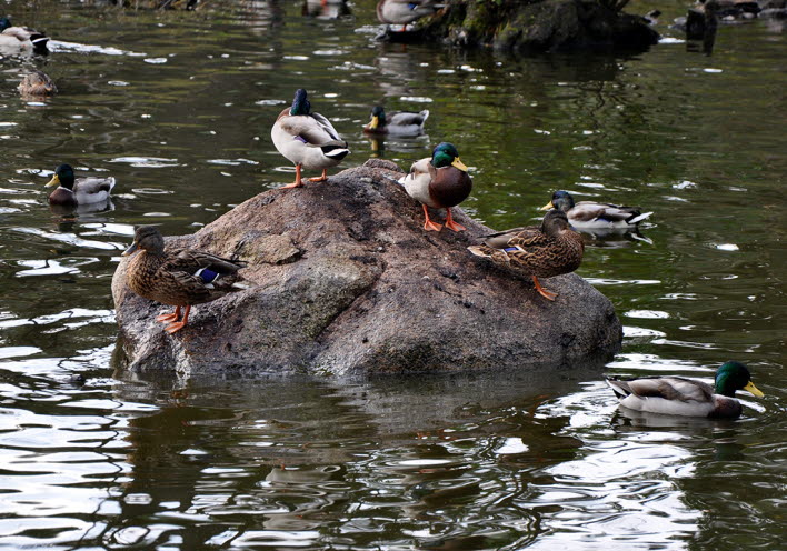 Flera änder står på en stor sten mitt i vattnet.
