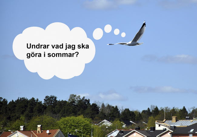 En flygande fågel med en vit pratbubbla med texten "Undrar vad jag ska göra i sommar?