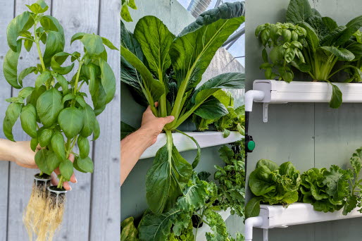 Bildkollage med gröna växter i odlingslådor.