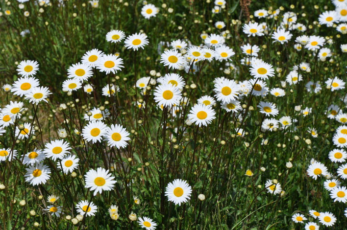 Blommor, prästkrage